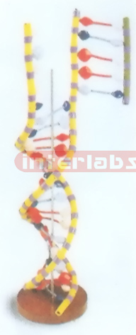 DNA MODEL